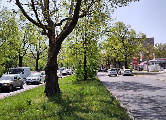Bäume am Tempelhofer Damm Ein Straßenzug mit Straßenbäumen in der Mitte, Frühlings-grün