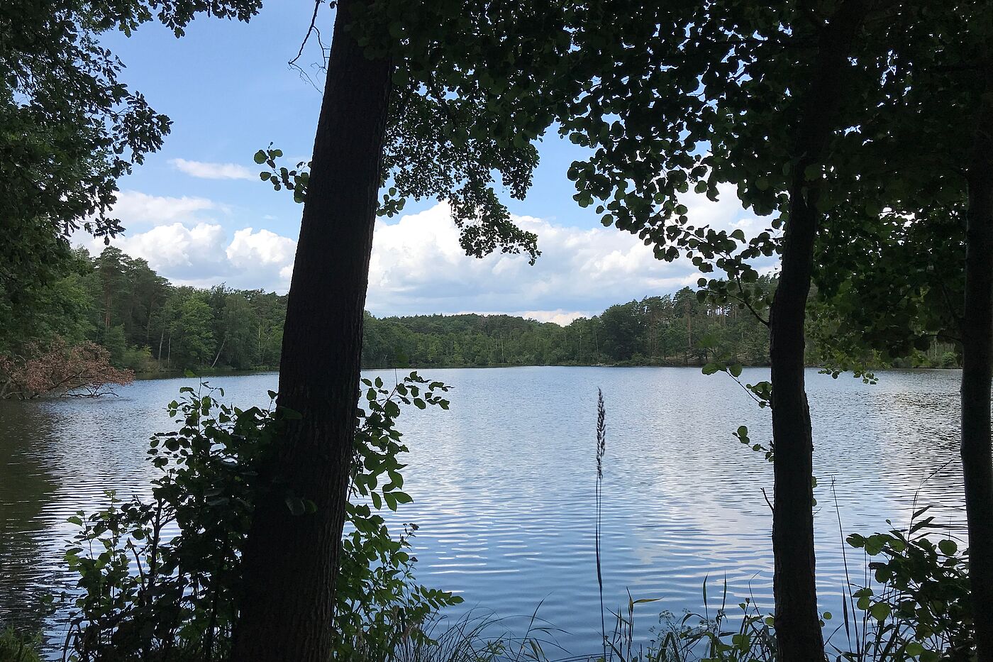 Pichersee See mit Bäumen