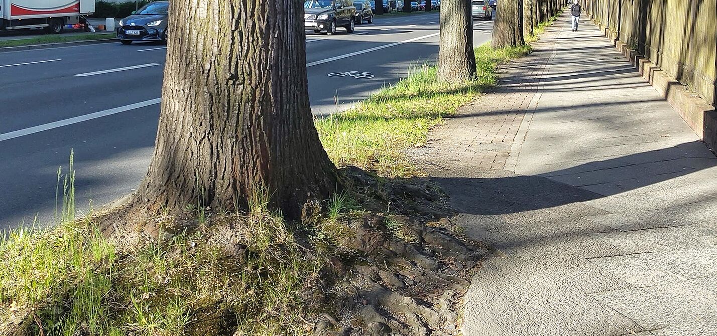 Unter den Eichen in Steglitz-Zehlendorf: Rad-Bus-Streifen auf der Fahrbahn, verwurzelter, schmaler Hochbordradweg auf dem Gehweg Rad-Busstreifen auf der Fahrbahn Unter den Eichen in Berlin Steglitz-Zehlendorf und Hochbordrad auf dem Gehweg.