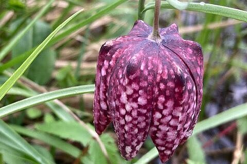 Schachblume-im-Feld-Weg-nach-Obersinn